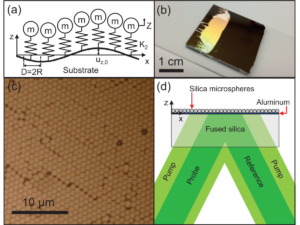 Interaction of a Contact Resonance of Microspheres with Surface Acoustic Waves